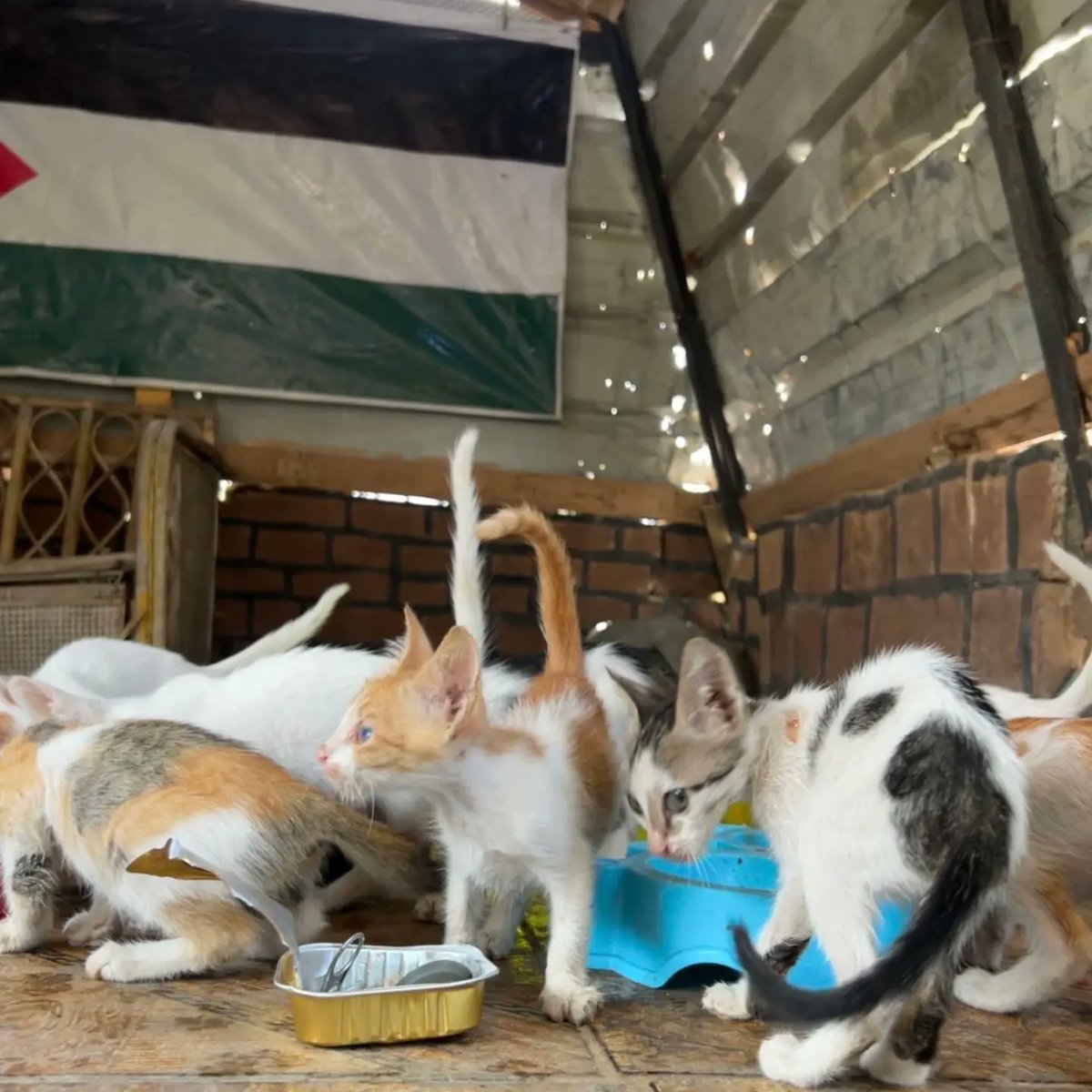 leahrobertseeew's tweet photo. We’re grateful to have been a safe haven for these animals when they needed it most, and to have you by our side helping make a difference in their lives. We love you all. https://t.co/QeKxnB2BVk