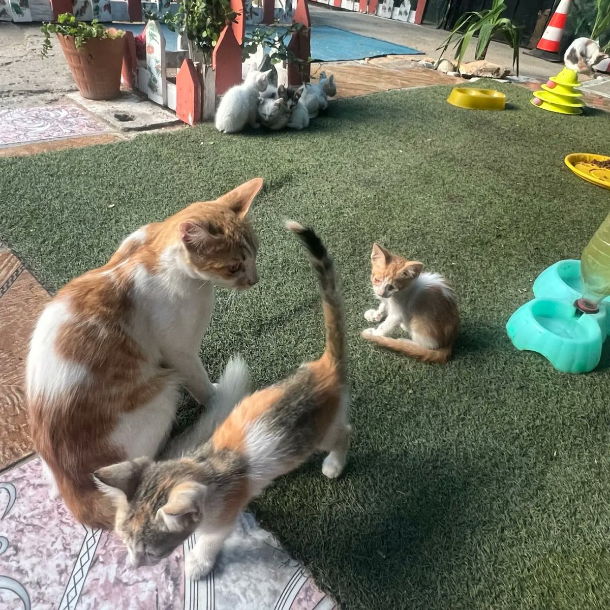 leahrobertseeew's tweet photo. We’re grateful to have been a safe haven for these animals when they needed it most, and to have you by our side helping make a difference in their lives. We love you all. https://t.co/QeKxnB2BVk