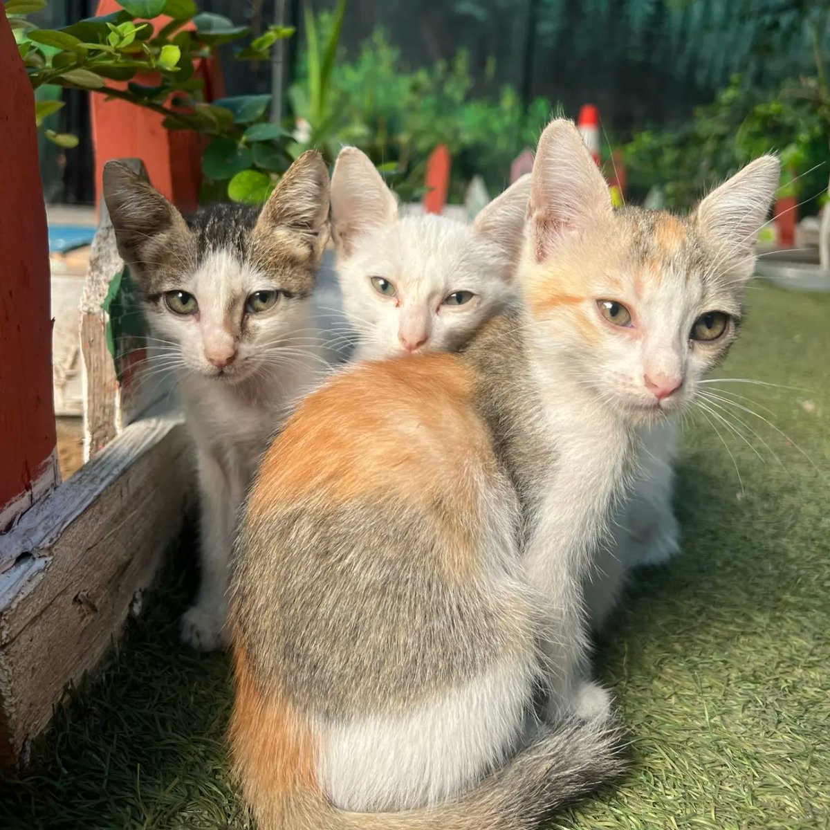 leahrobertseeew's tweet photo. We’re grateful to have been a safe haven for these animals when they needed it most, and to have you by our side helping make a difference in their lives. We love you all. https://t.co/QeKxnB2BVk