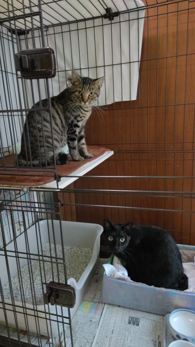 Two cats are inside a wire cage, with a tabby cat sitting on an elevated wooden platform and a black cat resting on a soft bed in a litter box area lined with newspaper. The Japanese caption describes the black cat exploring a "nyancha bed" while recovering from spay surgery and vaccinations, with the two cats slowly getting acquainted through the cage bars.