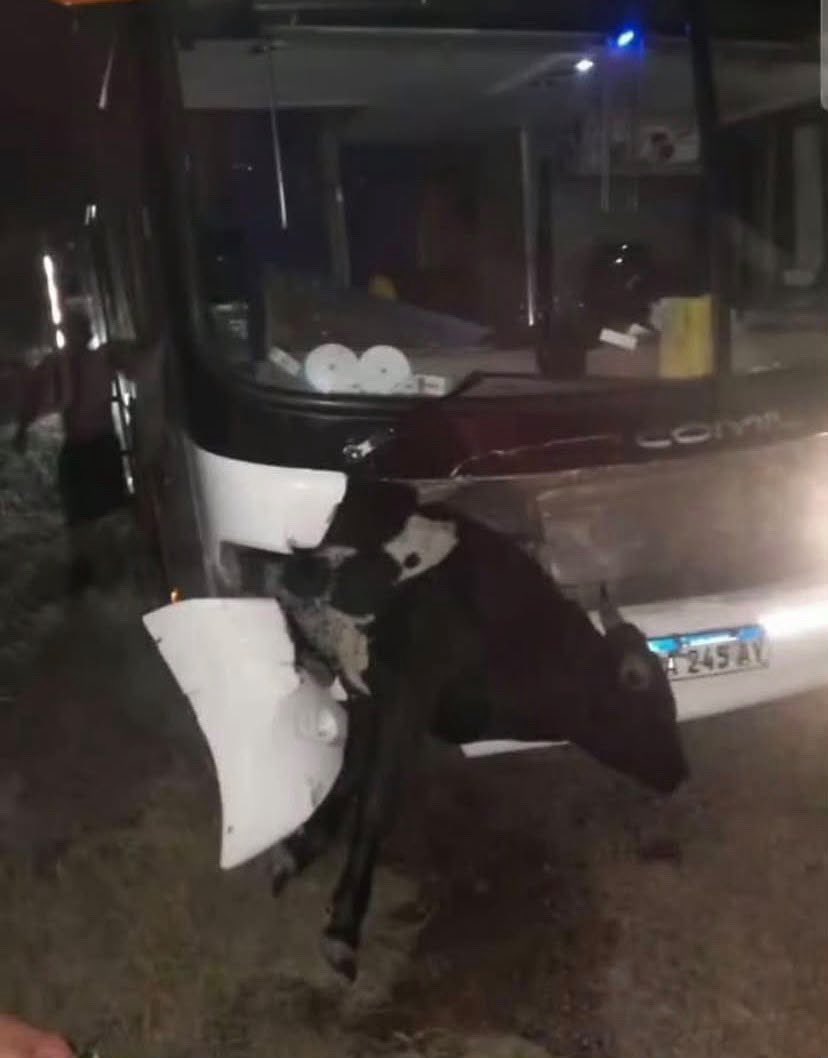 Hechosanderecho's tweet photo. ATENCIÓN #LaPlata

En la vuelta desde Santiago del Estero, un micro con simpatizantes de Estudiantes embistió una vaca en la ruta. El animal murió. Los pasajeros y choferes todos ilesos. Tuvieron que cambiar de unidad para continuar el viaje. https://t.co/4X5apwcA71