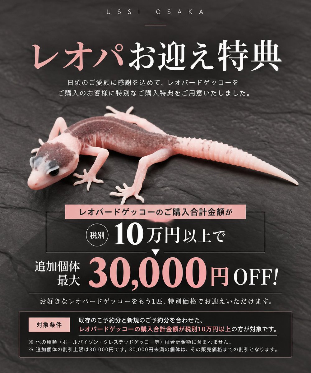 USSI_OSAKA's tweet photo. 現在のイベントまとめ

1.最大30%OFFのSSS PART 2

2.ボールパイソン追加割引
https://t.co/a2WJVthDks

3.レオパードゲッコー追加割引
https://t.co/eW4HSiXN60

4.ジャイアントゲッコー追加割引
https://t.co/AgGgvkIjK8 https://t.co/yg1vqNDLcE