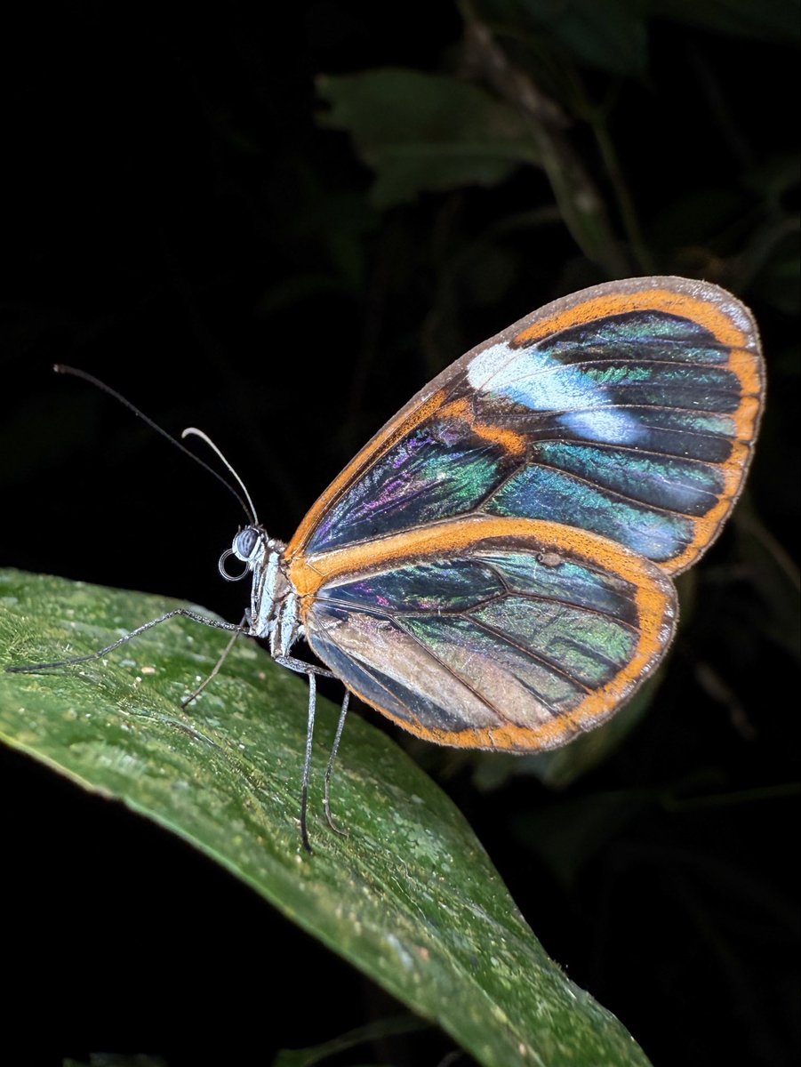 nvolpewild's tweet photo. A super pretty Glasswing Butterfly resting at night! 🥰 https://t.co/dST3htKLi1