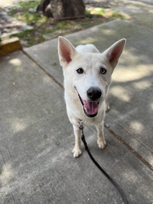 A white husky dog with striking blue eyes standing on a concrete sidewalk on a leash, looking up at the camera with its mouth open.