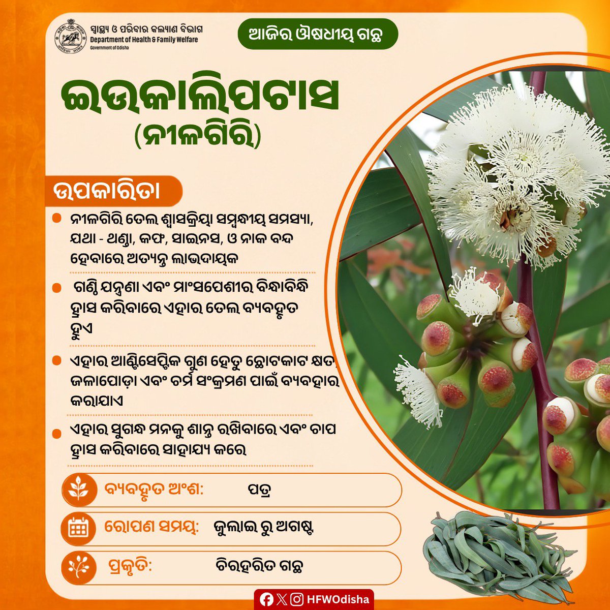 HFWOdisha's tweet photo. ନୀଳଗିରି ତେଲ ଆମ ସ୍ୱାସ୍ଥ୍ୟ ପାଇଁ ଅତ୍ୟନ୍ତ ଲାଭଦାୟକ। ଏହା ଥଣ୍ଡା ଜନିତ ସମସ୍ୟା, ଗଣ୍ଠି ଯନ୍ତ୍ରଣା ଓ ମାଂସପେଶୀ ବିନ୍ଧାରୁ ମୁକ୍ତି ଦିଏ। ଏହାର ଆଣ୍ଟିସେପ୍ଟିକ ଗୁଣ କ୍ଷତ ଓ ଚର୍ମ ସଂକ୍ରମଣ ଭଲ କରିବା ସହ ମାନସିକ ଚାପ କମାଏ।

#MedicinalPlants #AyurvedicPlant https://t.co/L7LBnMgxhs