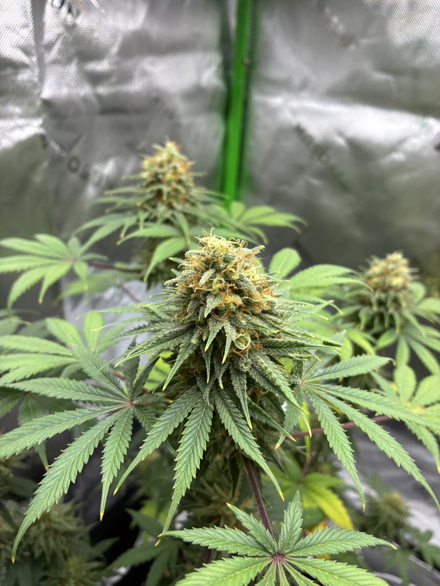 DivineArtistt's tweet photo. @LiftedleafHQ That gelato really shines thru wow😍

I'm running MzJill Jilly Bean x bubblegum rn! https://t.co/uPaWCioAlK