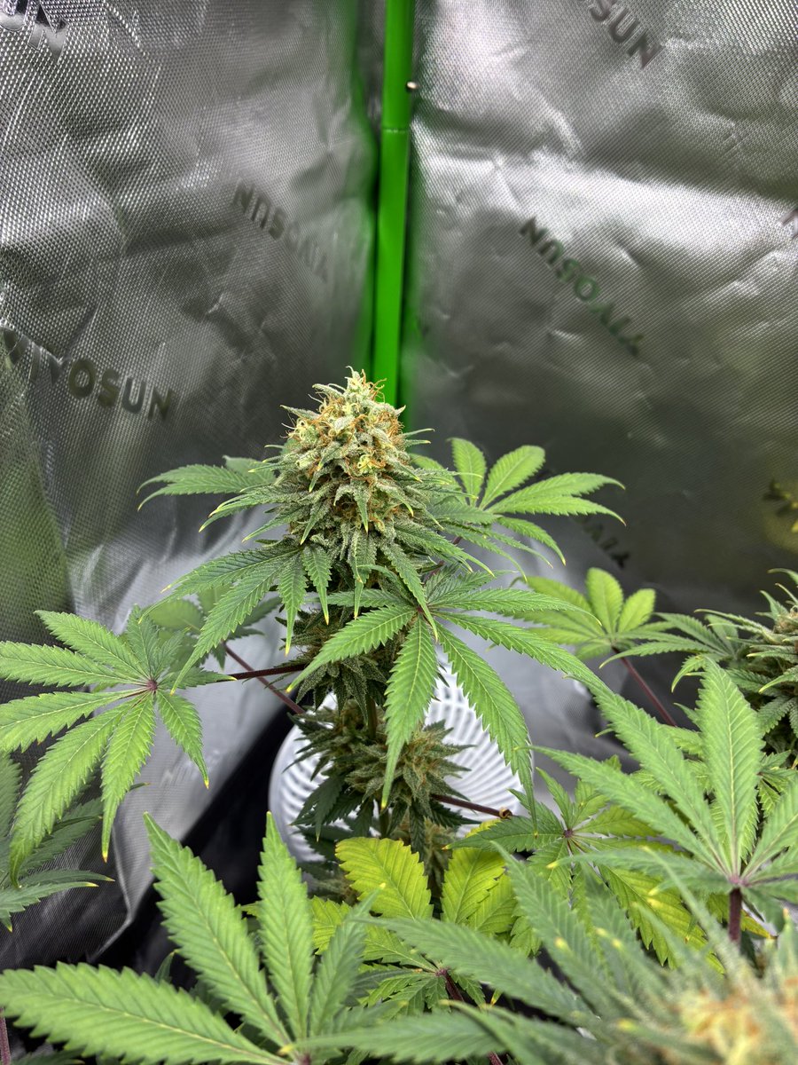 DivineArtistt's tweet photo. @LiftedleafHQ That gelato really shines thru wow😍

I'm running MzJill Jilly Bean x bubblegum rn! https://t.co/uPaWCioAlK