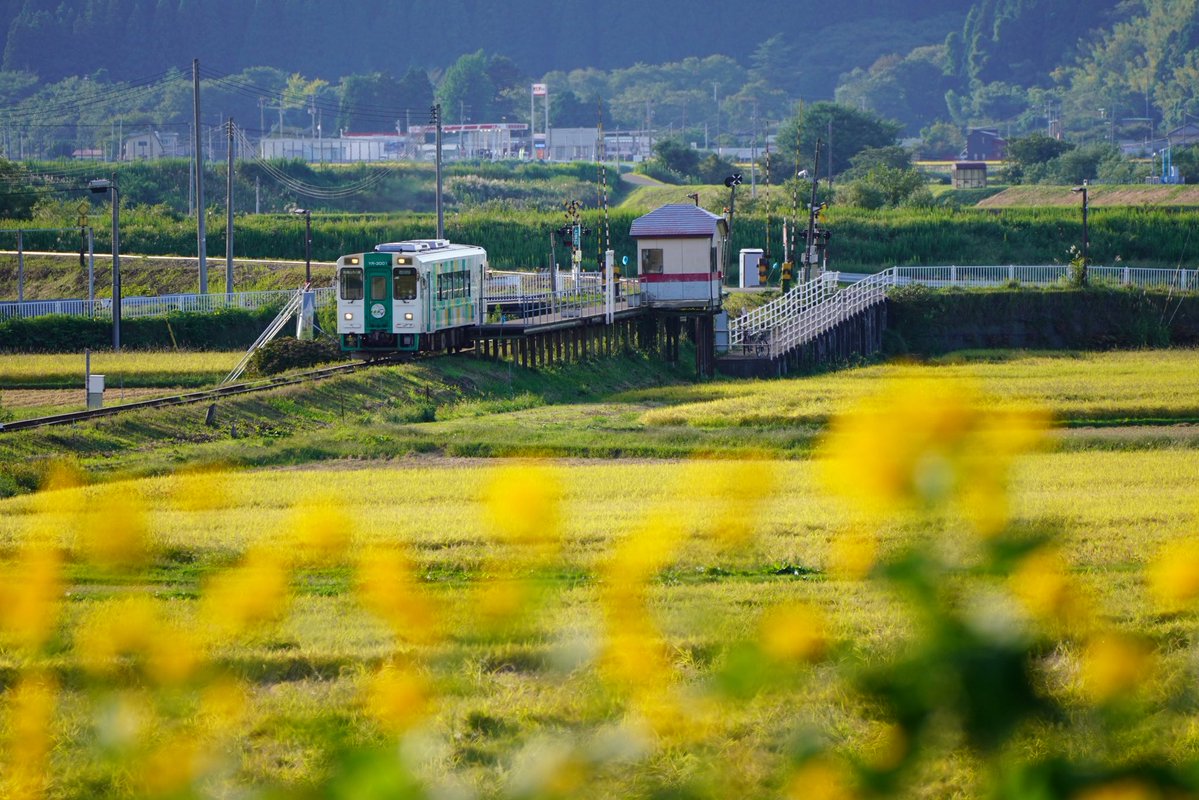 ty8mr3xx_77's tweet photo. 2026-9-24

由利高原鉄道にて③

このお花が🌼お気に入り😌 https://t.co/wopW5fjZ2l