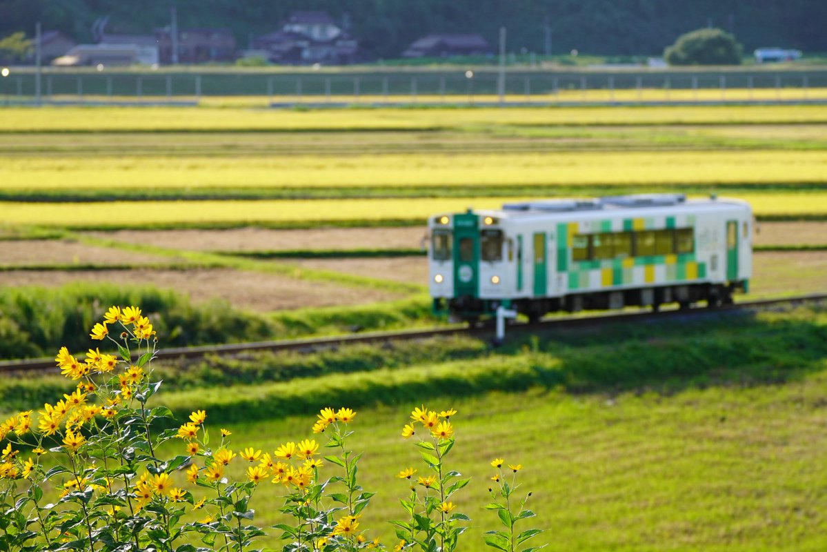 ty8mr3xx_77's tweet photo. 2026-9-24

由利高原鉄道にて③

このお花が🌼お気に入り😌 https://t.co/wopW5fjZ2l