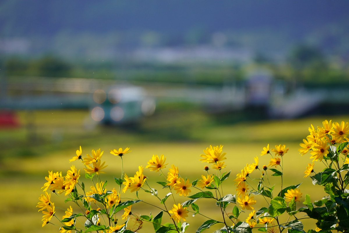 ty8mr3xx_77's tweet photo. 2026-9-24

由利高原鉄道にて③

このお花が🌼お気に入り😌 https://t.co/wopW5fjZ2l