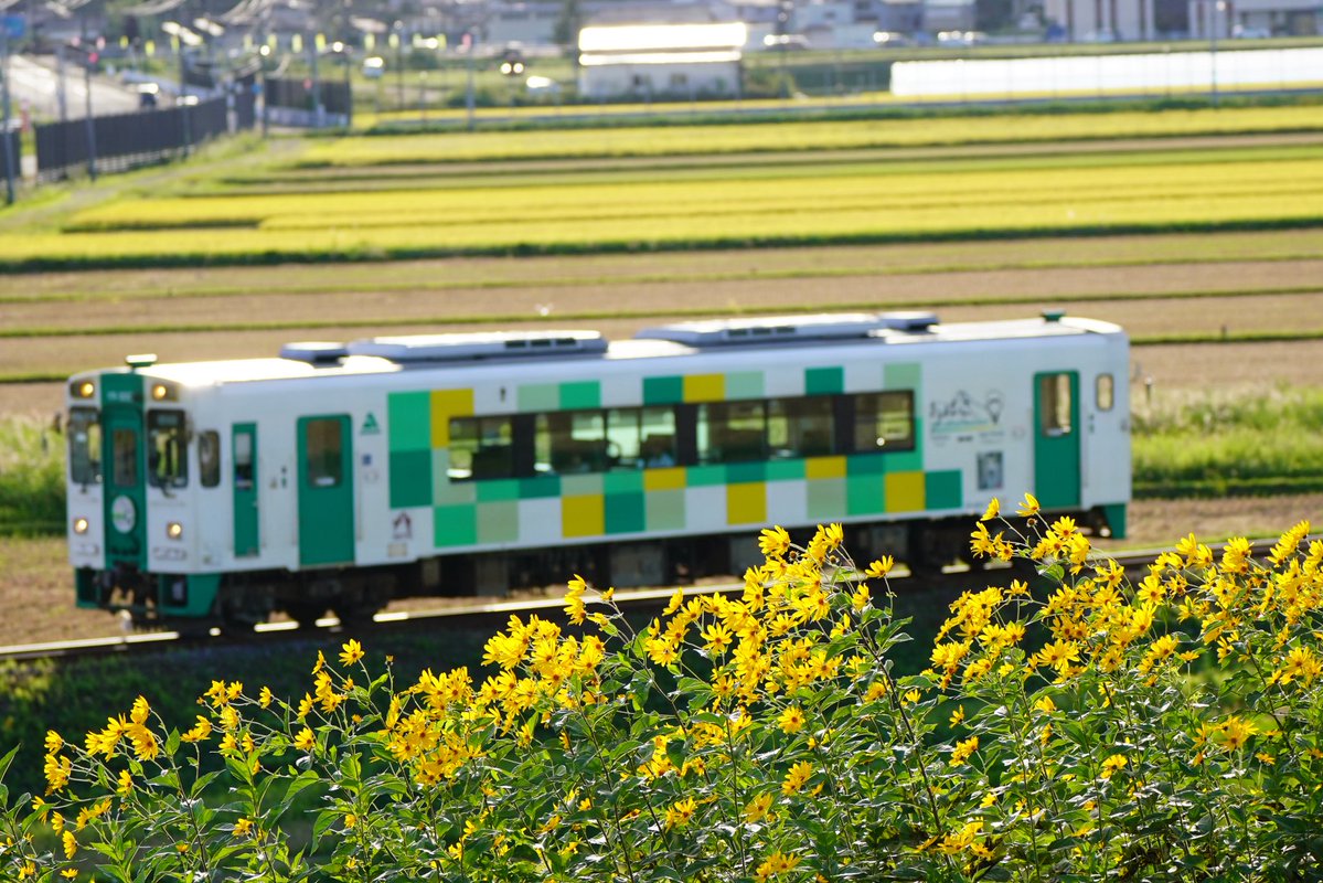 ty8mr3xx_77's tweet photo. 2026-9-24

由利高原鉄道にて③

このお花が🌼お気に入り😌 https://t.co/wopW5fjZ2l
