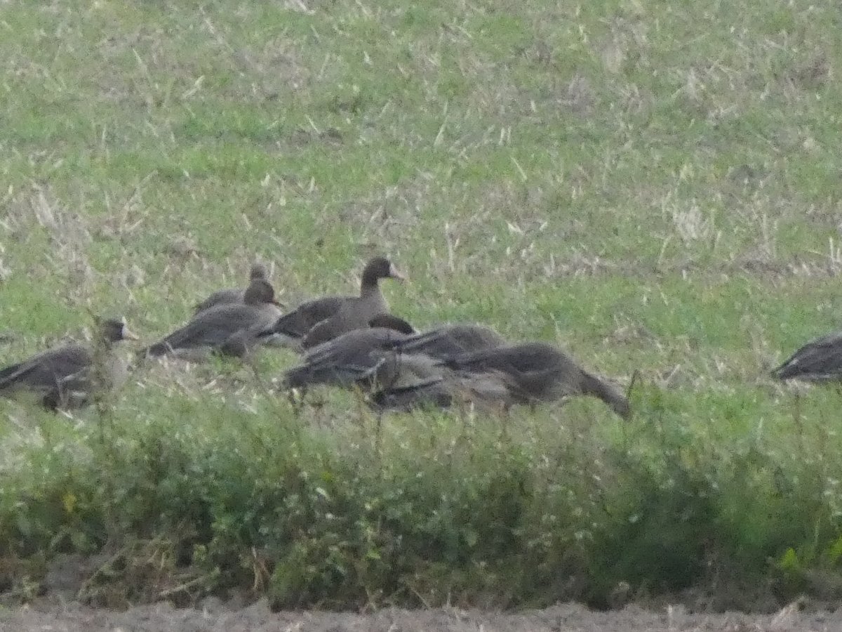 lazy_birder's tweet photo. 周囲にヒシクイやマガンが入ってもなぜか千歳市には入らない。いつも千歳市だけ初認が遅れるんですが、今回もその傾向でした。しかし、今朝が千歳市にもようやく入り、ヒシクイもマガンも千歳市の初認でした。 https://t.co/VYdlfPjlAW