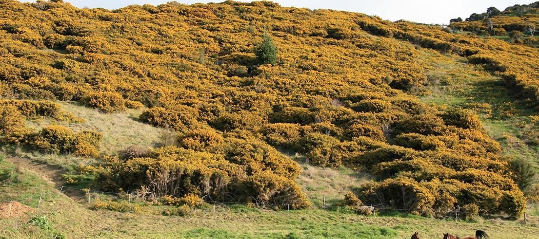 RandomKiwiUS's tweet photo. Maori Land 1.4m htrs, 1m is shit
"Given back" to them
Urewera, Huts burned down, bush is feral &amp; pest infested 
Taupo holiday park now ruined 
Raglan golf course. Gorse in 2 years, clubhouse destroyed 
Lake domain at Lake Horowhenua
Mayor island game fishing club
All gone to shit https://t.co/UIFmijRKVc