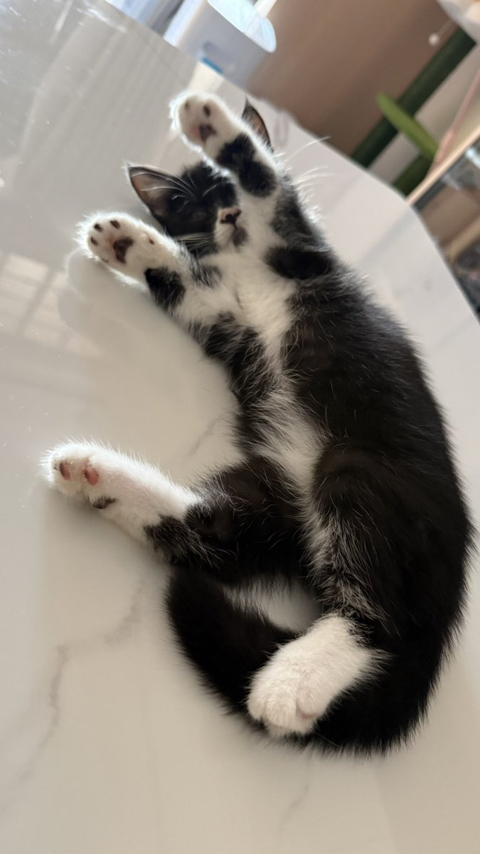 JohnLamhk's tweet photo. My Dairy Boy

#DairyBoy #Kitten #SleepingCat #TuxedoCat #CuteKitten https://t.co/phj1HQpEsx