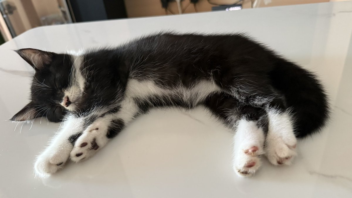 JohnLamhk's tweet photo. My Dairy Boy

#DairyBoy #Kitten #SleepingCat #TuxedoCat #CuteKitten https://t.co/phj1HQpEsx