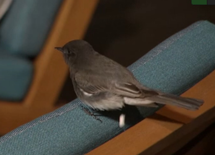 BBFeedsFairy's tweet photo. The bird just pooped #bb28 https://t.co/KXAQrtaBUz