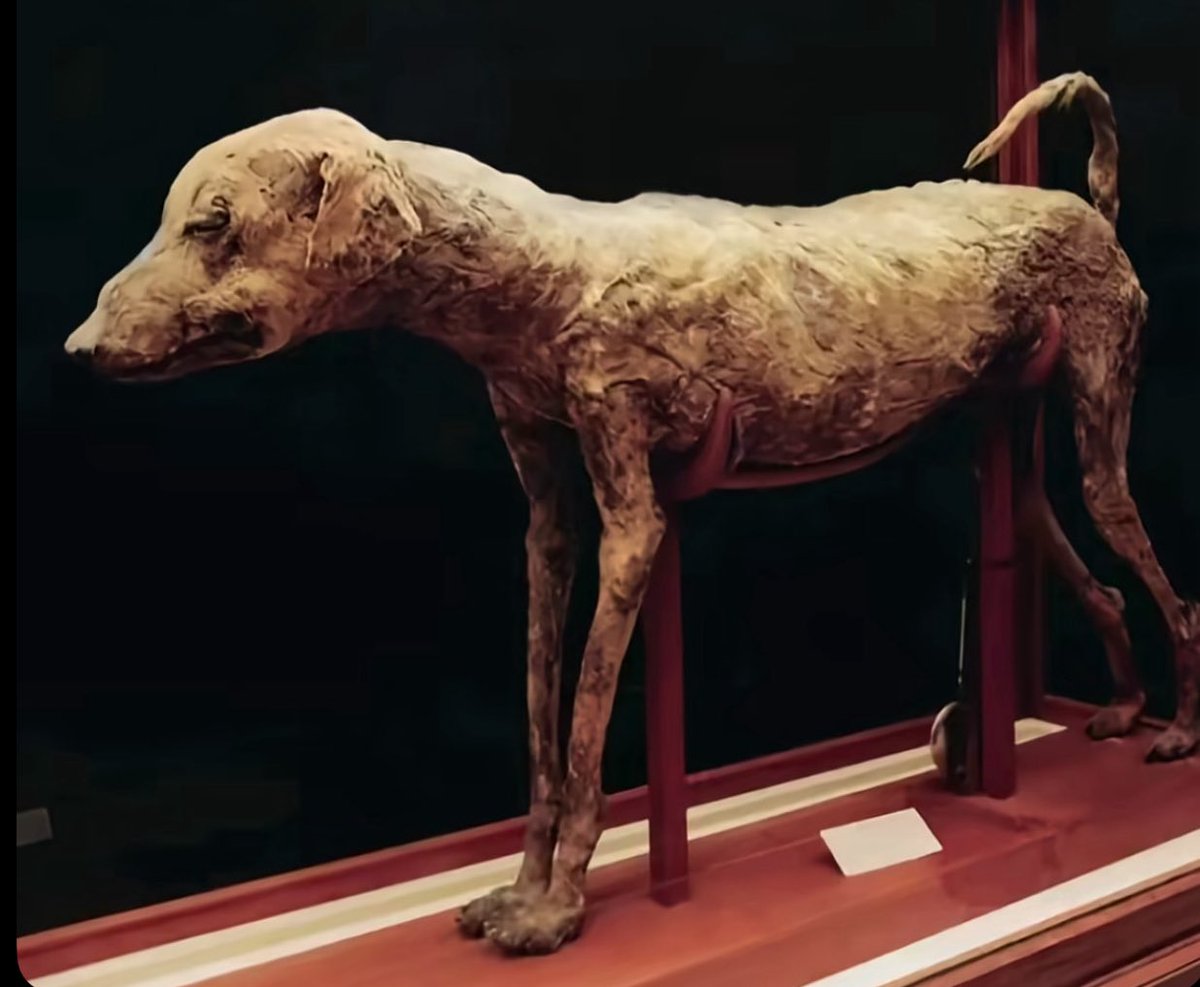 Puppieslover's tweet photo. A 3,500- year old mummy of a dog was found in 1906 in tomb KV50 in the Valley of the Kings, beside Pharaoh Amenhotep II. 

Many believe it was his hunting dog. No name on the wall. Just care. Stories say it went in with a collar, water, and perfume. The body is still in the Egyptian Museum in Cairo.