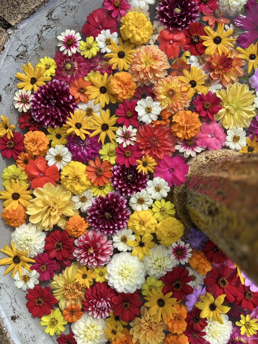 bokka_no_sato's tweet photo. 秋MIX花噴水🌼
スタッフ大満足な出来上がりです🥰
(場所は「ナチュラルガーデン」です)

＊牧歌の里 ＊花噴水 https://t.co/pM1vKIGrMx