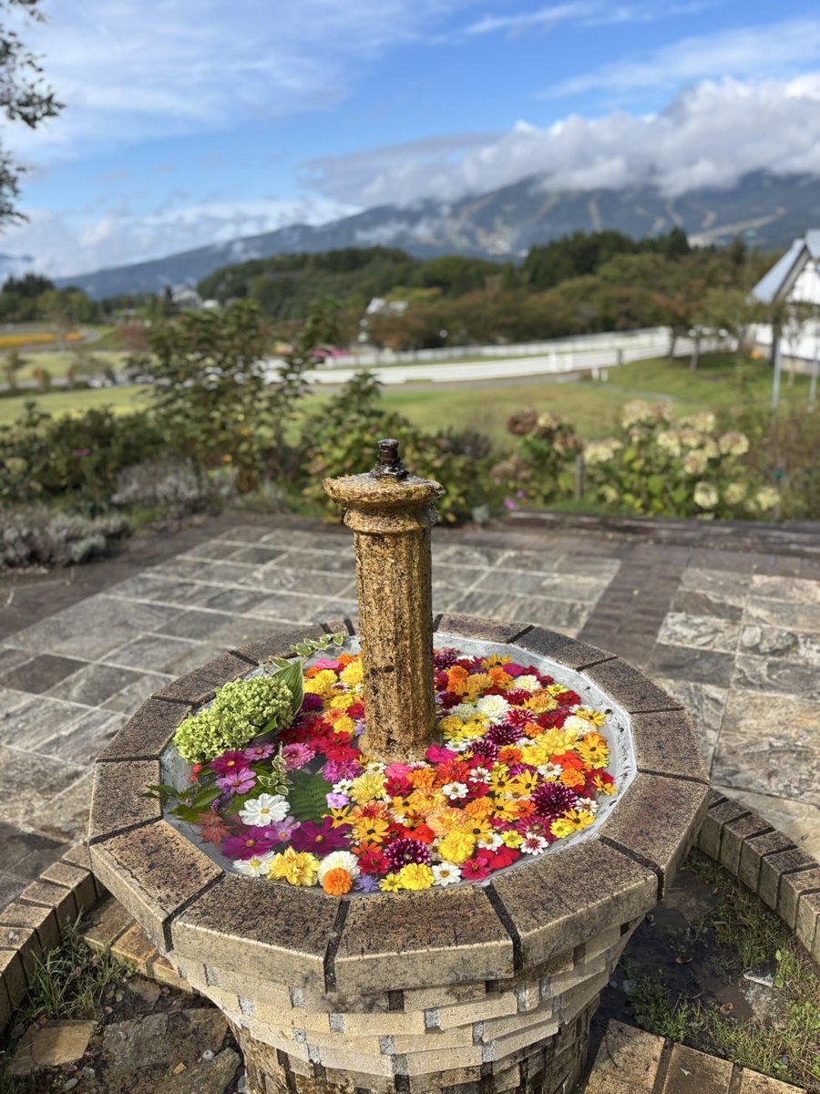 bokka_no_sato's tweet photo. 秋MIX花噴水🌼
スタッフ大満足な出来上がりです🥰
(場所は「ナチュラルガーデン」です)

＊牧歌の里 ＊花噴水 https://t.co/pM1vKIGrMx