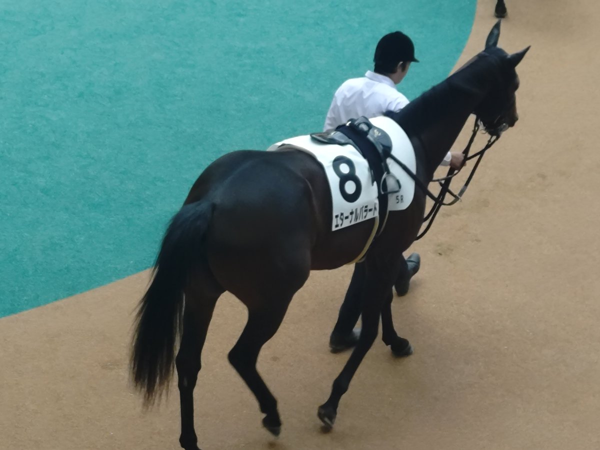 bluerainbringer's tweet photo. 頑張ってエターナルバラード

#阪神5R https://t.co/Phg6UHrVIn
