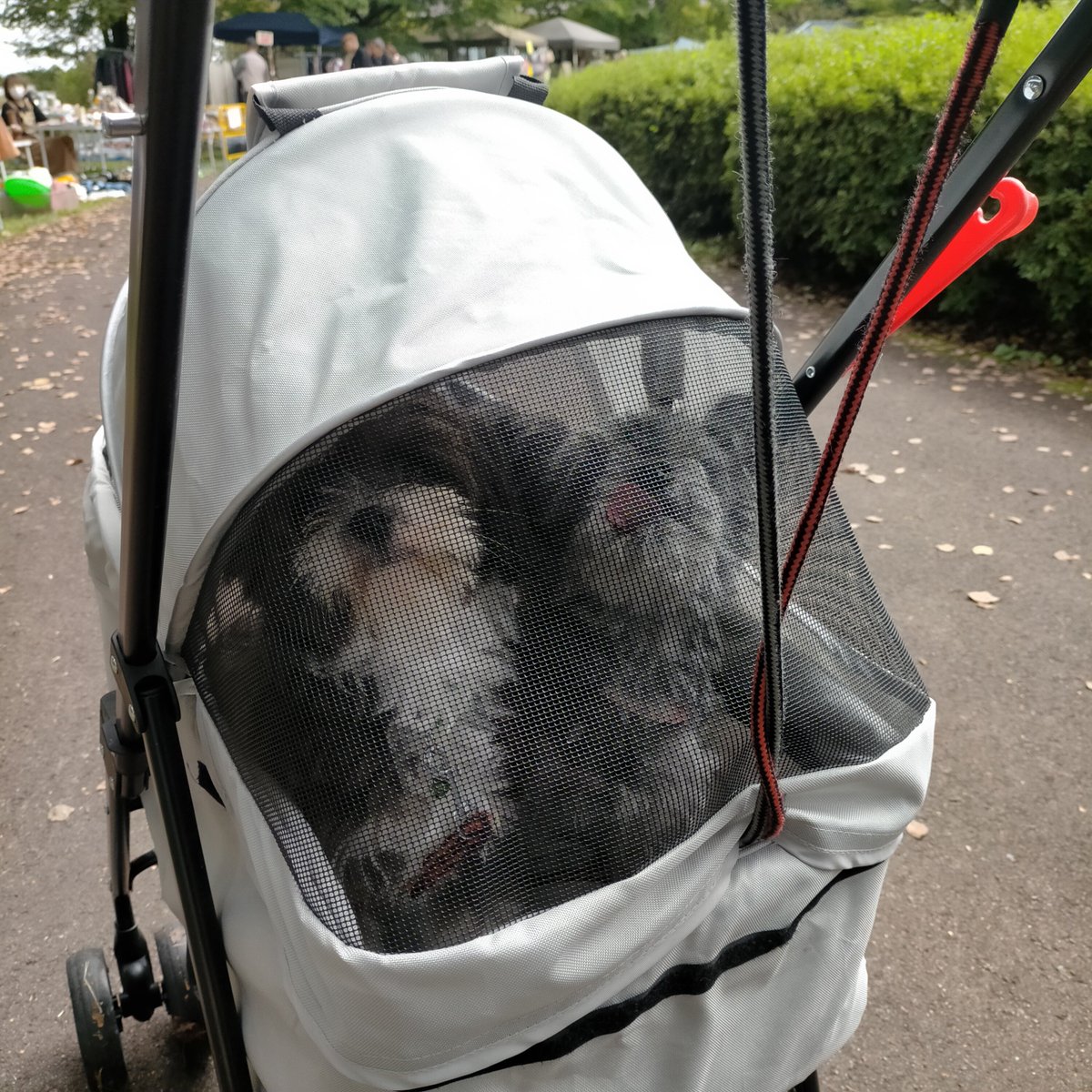Goose350450's tweet photo. 昼、近くのフリーマーケットきた https://t.co/H6Z23zdruz