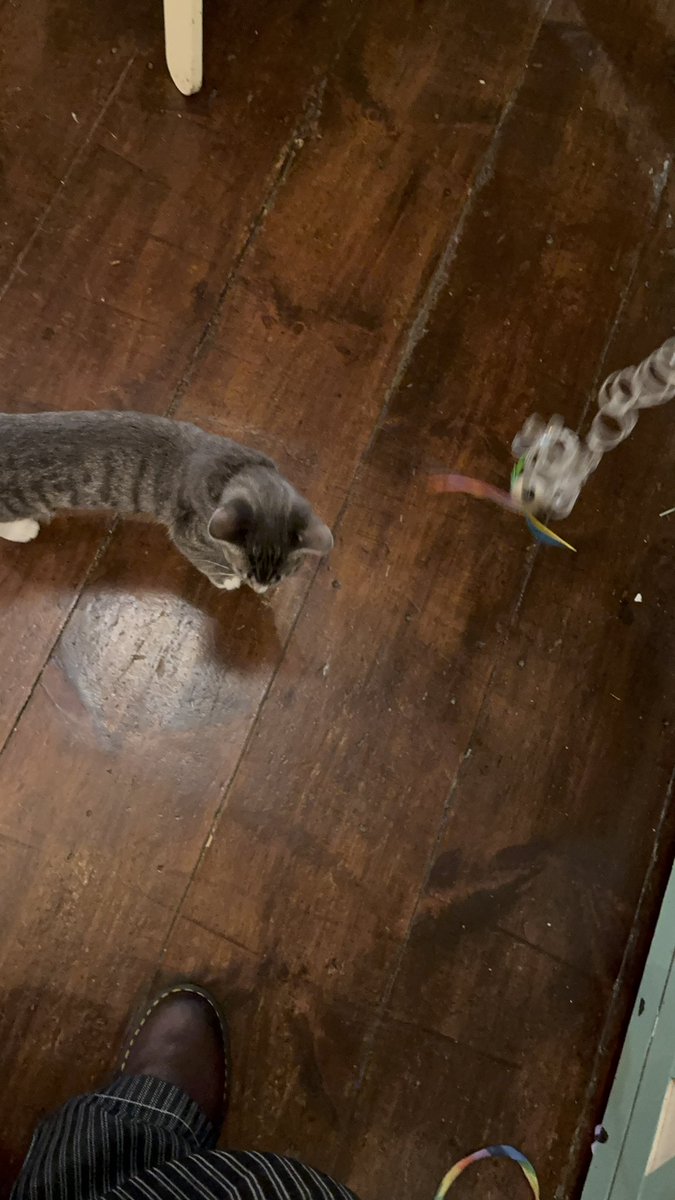 procy0nn's tweet photo. still think ng abt this cat i met at the cat cafe the other day. i am so obsessed with her. https://t.co/1b6UCKyT8Q