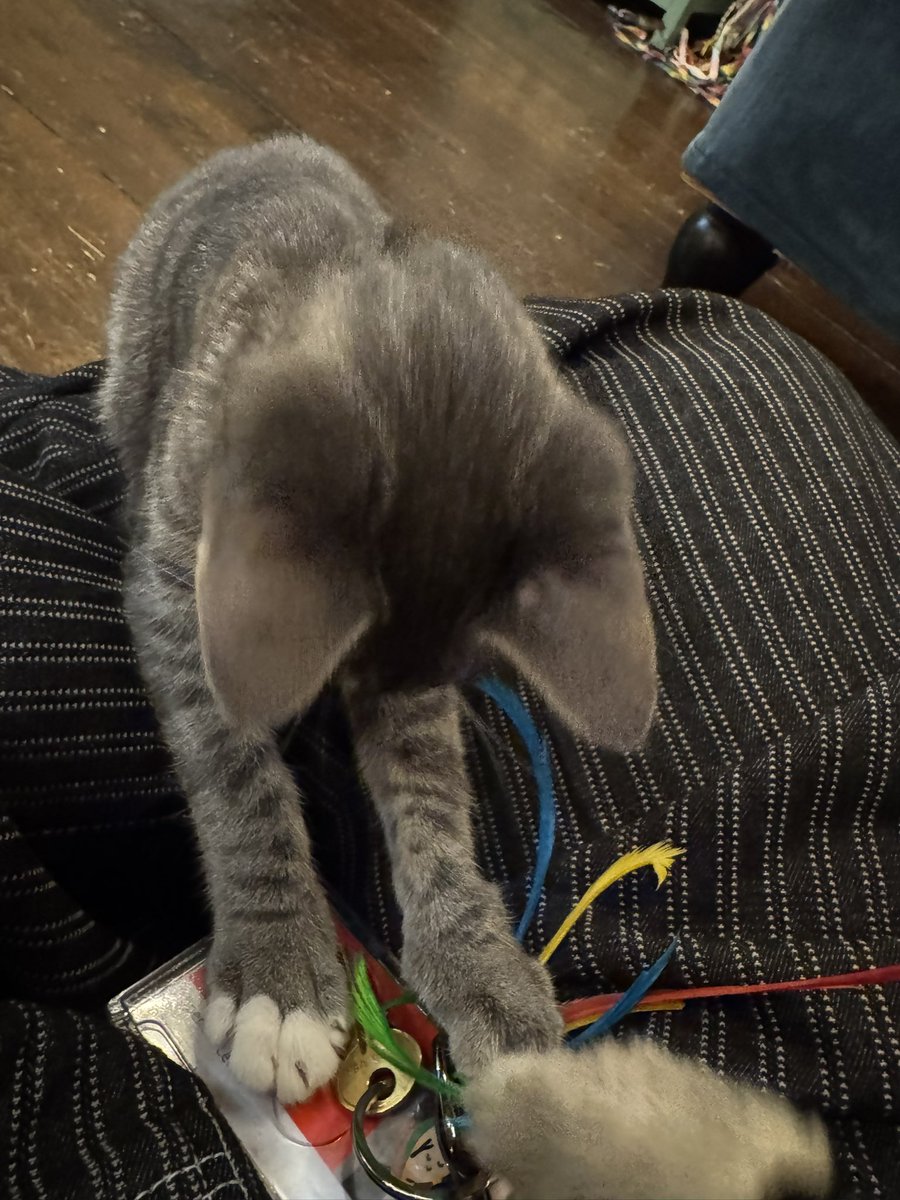 procy0nn's tweet photo. still think ng abt this cat i met at the cat cafe the other day. i am so obsessed with her. https://t.co/1b6UCKyT8Q