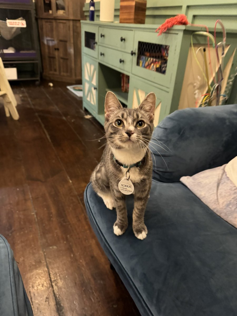 procy0nn's tweet photo. still think ng abt this cat i met at the cat cafe the other day. i am so obsessed with her. https://t.co/1b6UCKyT8Q