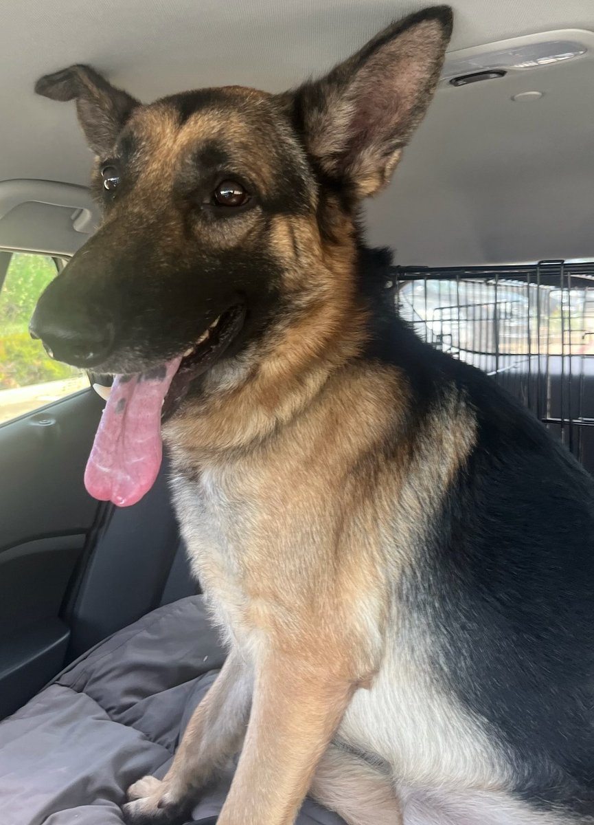 LilaFlw's tweet photo. Bolt is SAFE outta kiII shelter! 🎉🎉 His phenomenal rescue—Lost Ball Canine Rescue—got him out in record time👍They learned that loyal Bolt refused to leave his owner’s body to the point where animal control used CATCHPOLE on him & bloody injured his mouth😭 Bolt will now forever be safe from these abusers & murderers THANKS TO
LOST BALL CANINE RESCUE and his adopter!💚

Thank you, everyone, for helping Bolt in his greatest time of need 🙏🏽

Donation links in thread🧵 
👇