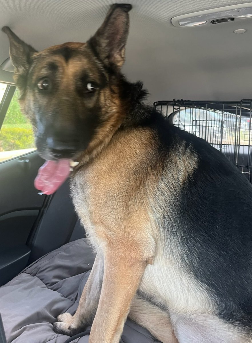 LilaFlw's tweet photo. Bolt is SAFE outta kiII shelter! 🎉🎉 His phenomenal rescue—Lost Ball Canine Rescue—got him out in record time👍They learned that loyal Bolt refused to leave his owner’s body to the point where animal control used CATCHPOLE on him & bloody injured his mouth😭 Bolt will now forever be safe from these abusers & murderers THANKS TO
LOST BALL CANINE RESCUE and his adopter!💚

Thank you, everyone, for helping Bolt in his greatest time of need 🙏🏽

Donation links in thread🧵 
👇