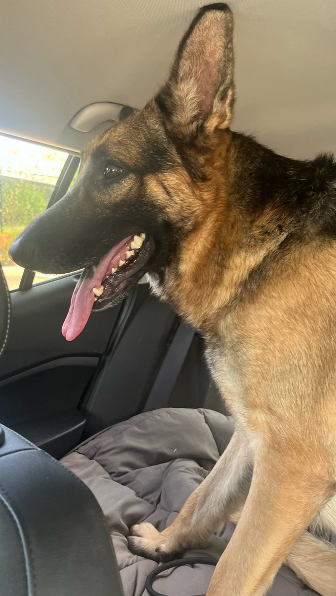 LilaFlw's tweet photo. Bolt is SAFE outta kiII shelter! 🎉🎉 His phenomenal rescue—Lost Ball Canine Rescue—got him out in record time👍They learned that loyal Bolt refused to leave his owner’s body to the point where animal control used CATCHPOLE on him & bloody injured his mouth😭 Bolt will now forever be safe from these abusers & murderers THANKS TO
LOST BALL CANINE RESCUE and his adopter!💚

Thank you, everyone, for helping Bolt in his greatest time of need 🙏🏽

Donation links in thread🧵 
👇
