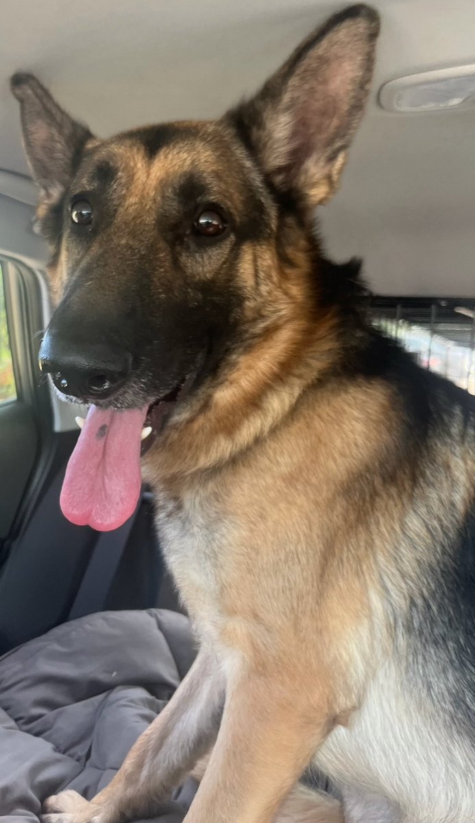 LilaFlw's tweet photo. Bolt is SAFE outta kiII shelter! 🎉🎉 His phenomenal rescue—Lost Ball Canine Rescue—got him out in record time👍They learned that loyal Bolt refused to leave his owner’s body to the point where animal control used CATCHPOLE on him & bloody injured his mouth😭 Bolt will now forever be safe from these abusers & murderers THANKS TO
LOST BALL CANINE RESCUE and his adopter!💚

Thank you, everyone, for helping Bolt in his greatest time of need 🙏🏽

Donation links in thread🧵 
👇
