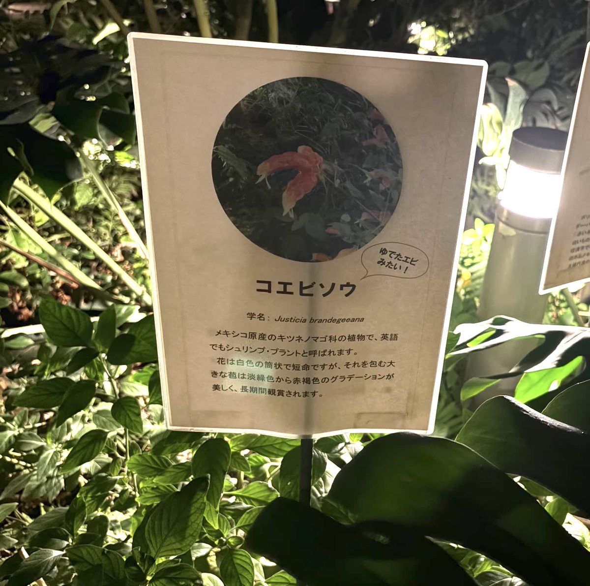 kosamentai's tweet photo. エビと聞いて撮らずにはいられなかった🍤

聡みくんが狂じさん、これえびやって、と袖クイする🍤 https://t.co/OpioRJshqt