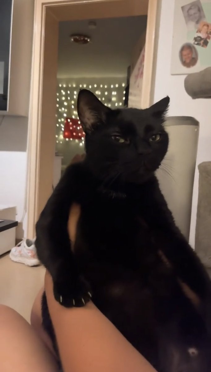 NoCatsNoLife_m's tweet photo. I need someone to explain this facial expression to me 😂 https://t.co/b2KXuNoy1D