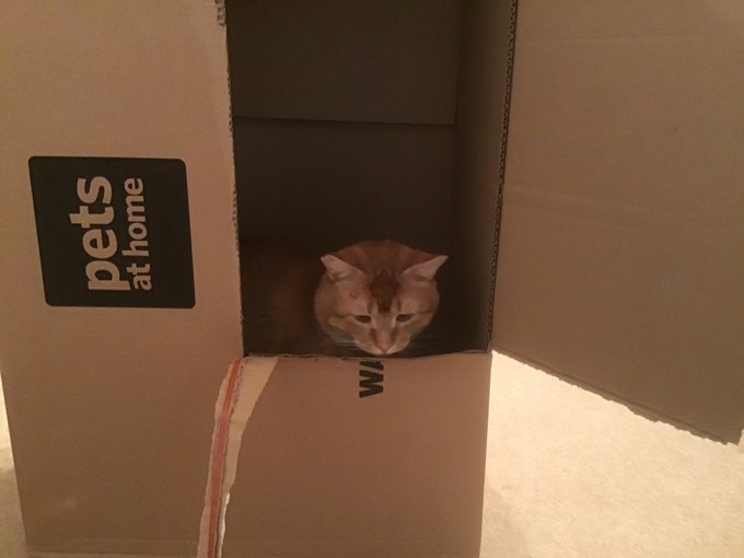 A brown tabby cat sits inside an open cardboard box labeled 'pets at home', peering out from the opening.