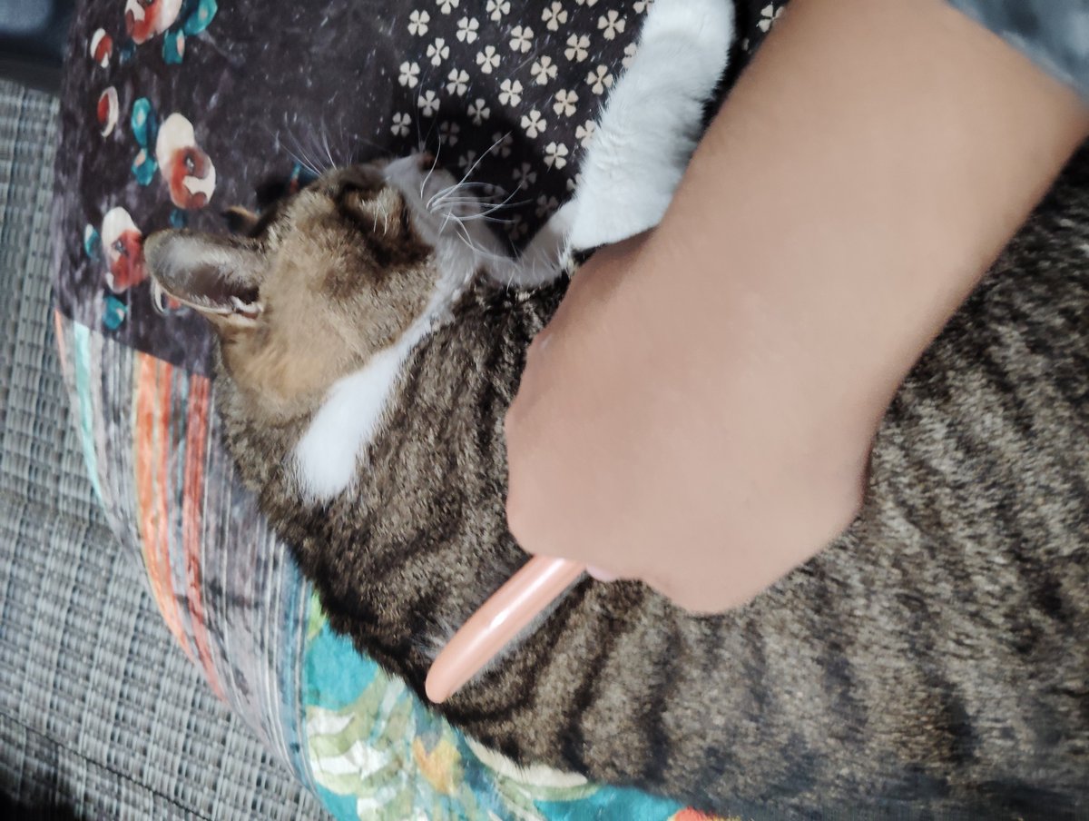 beru796363's tweet photo. 今日は知り合いの家にお線香あげに行ってきた(*^^*)
17歳のおじいちゃん猫🐱
可愛すぎなんじゃ(៸៸᳐>𖥦<៸៸᳐)~♡
あと3年で猫又だねぇ長生きしてね
(๑•̀ㅂ•́)و✧ https://t.co/G0R5xtYNkw