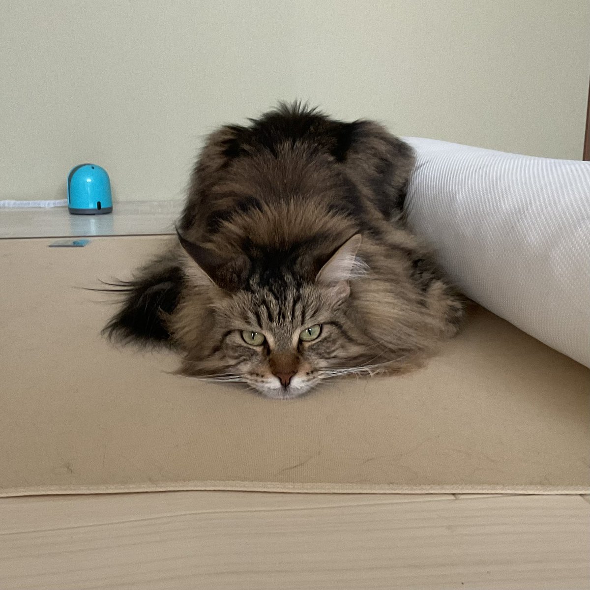 polerbear_hs's tweet photo. 今日はこの人🐱は健診なので夕方までいません。
なんとかがんばってほしい https://t.co/Cgk0kP27r5