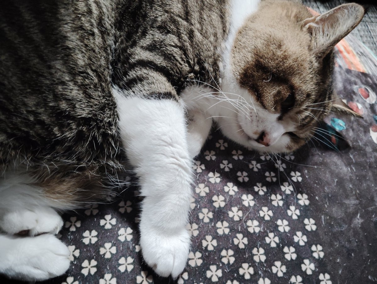 beru796363's tweet photo. 今日は知り合いの家にお線香あげに行ってきた(*^^*)
17歳のおじいちゃん猫🐱
可愛すぎなんじゃ(៸៸᳐>𖥦<៸៸᳐)~♡
あと3年で猫又だねぇ長生きしてね
(๑•̀ㅂ•́)و✧ https://t.co/G0R5xtYNkw