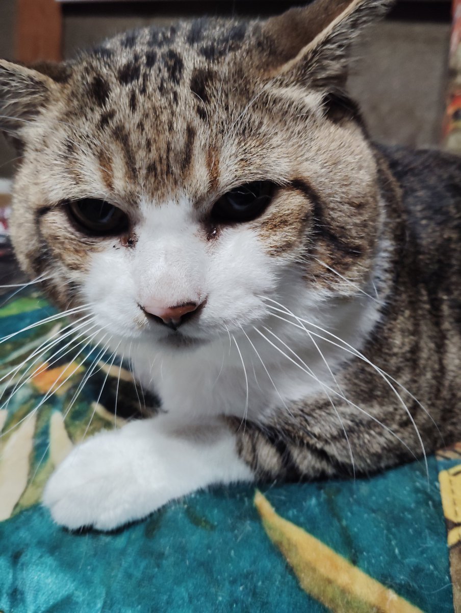 beru796363's tweet photo. 今日は知り合いの家にお線香あげに行ってきた(*^^*)
17歳のおじいちゃん猫🐱
可愛すぎなんじゃ(៸៸᳐>𖥦<៸៸᳐)~♡
あと3年で猫又だねぇ長生きしてね
(๑•̀ㅂ•́)و✧ https://t.co/G0R5xtYNkw