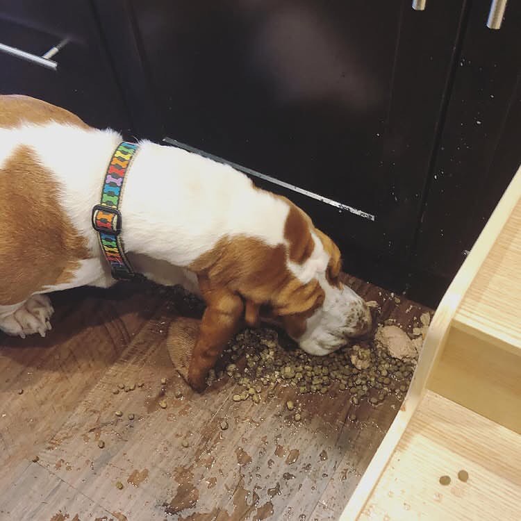 michaelmillero7's tweet photo. Cuteness overload! Who loves Basset Hounds? Follow us at @BassetHoundLoverUSA. All rights reserved by their respective owners. https://t.co/VYhnqffYPx