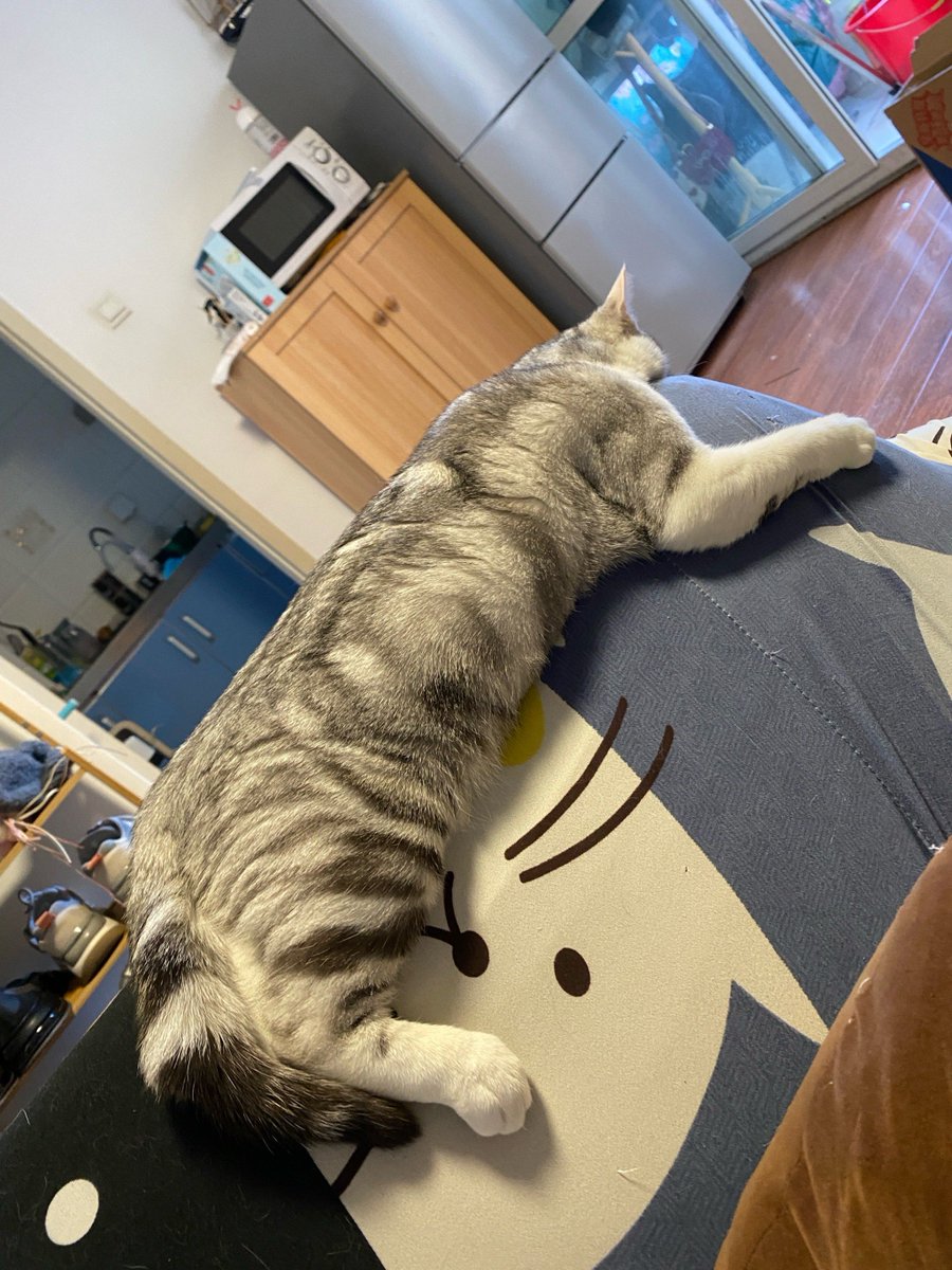 JenneferDepaula's tweet photo. Just finished folding the mountain of laundry on my couch—my cat even helped (read: took over half the pile). Small wins = big vibes today!， https://t.co/Hd8XSktOob
