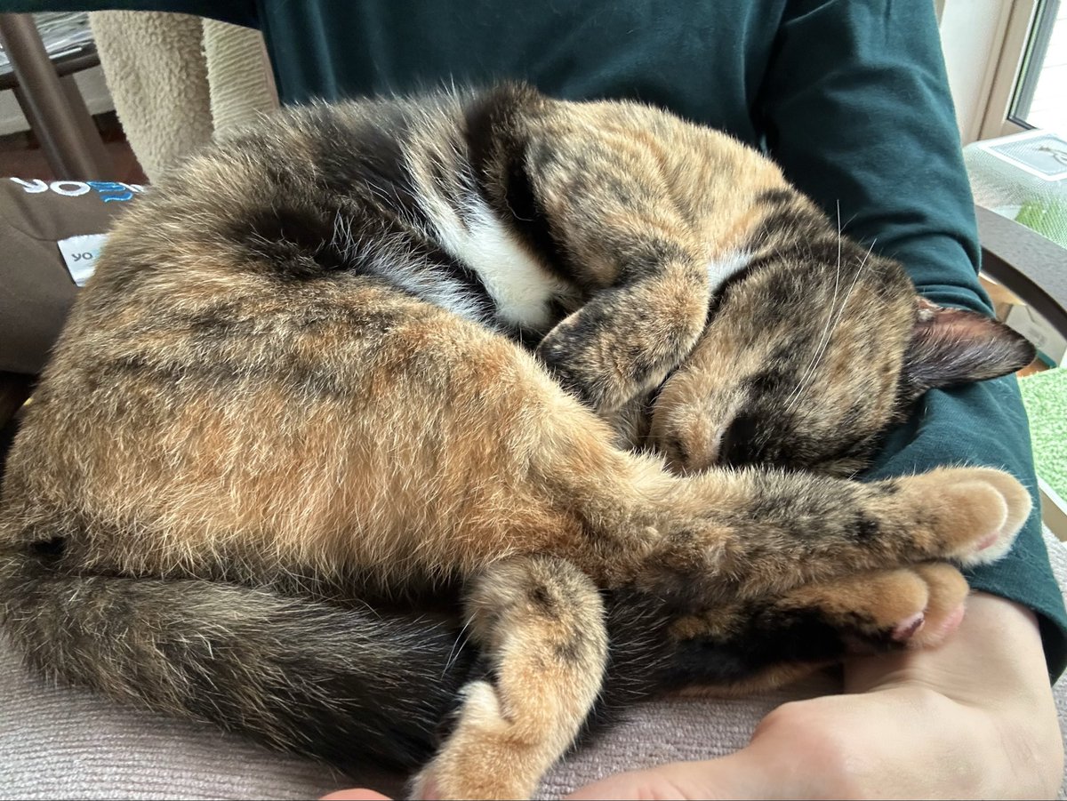 P_caroto's tweet photo. 寝るの
#サビ猫 https://t.co/50cnDEYa3D