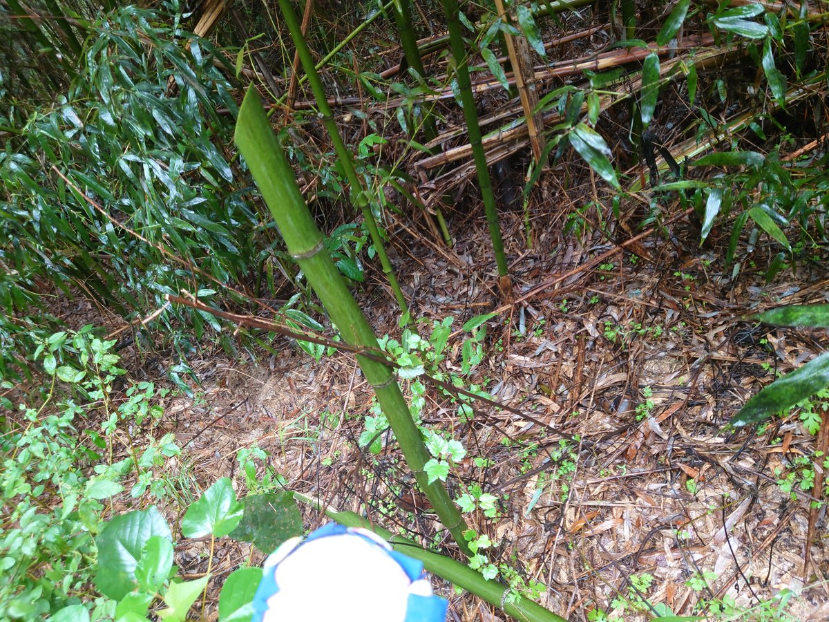 umc0315's tweet photo. 雨の中での竹試斬(꒪ᴗ꒪)
蚊が異常発生していて早々に切り上げ(꒪᷄ᴗ꒪᷅) https://t.co/dfvLPExlaM