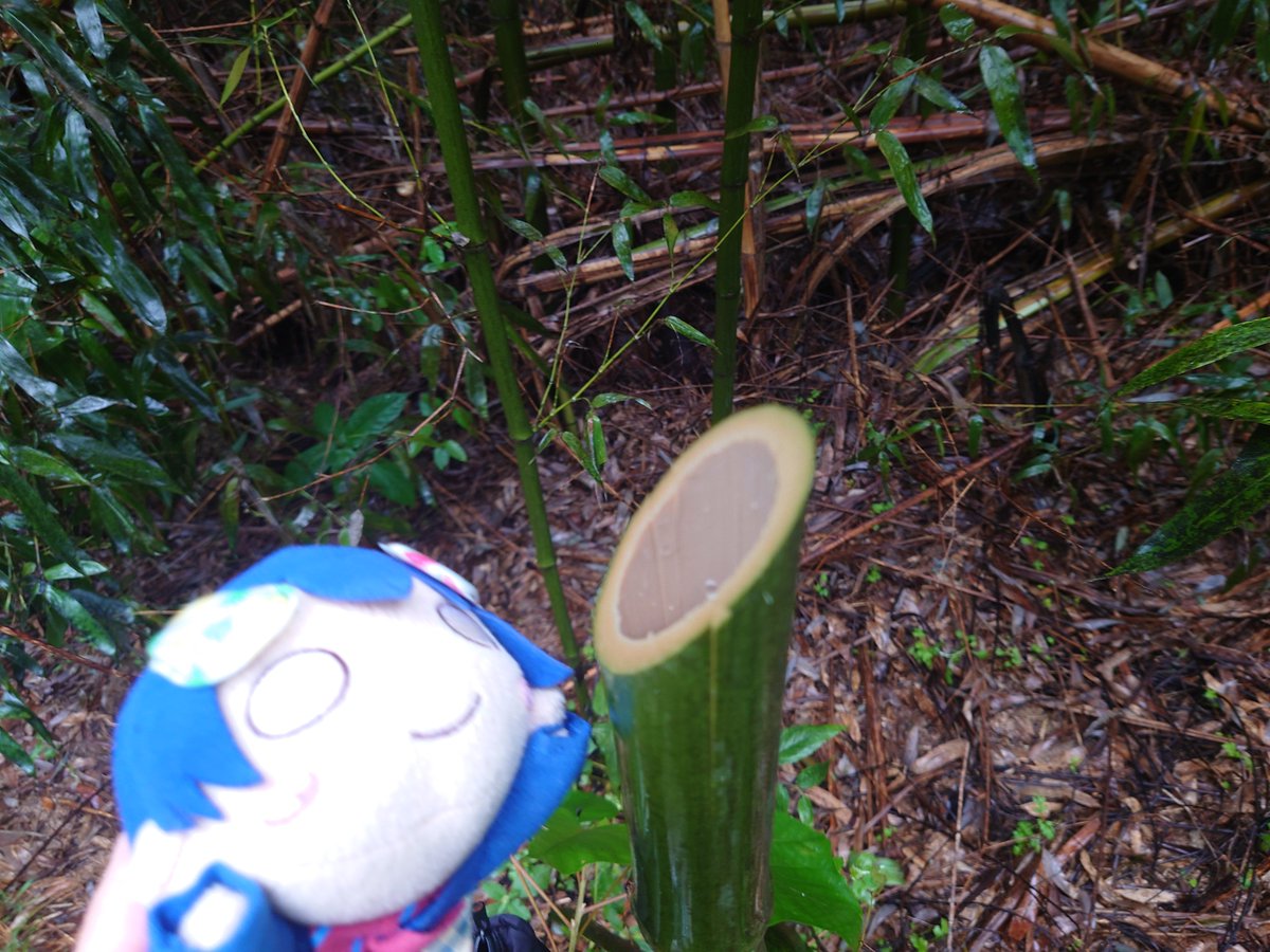 umc0315's tweet photo. 雨の中での竹試斬(꒪ᴗ꒪)
蚊が異常発生していて早々に切り上げ(꒪᷄ᴗ꒪᷅) https://t.co/dfvLPExlaM