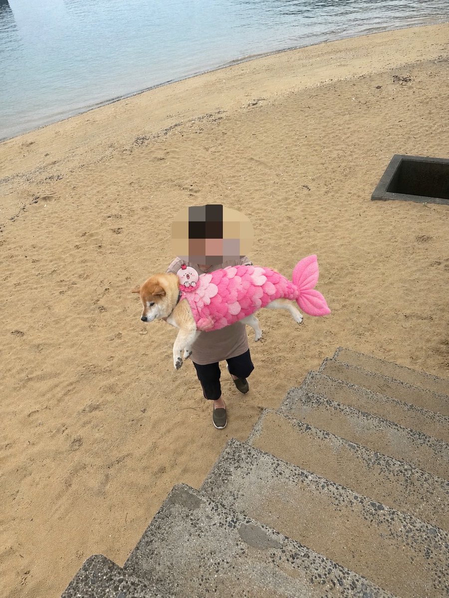 kogudon2990's tweet photo. 人形を助けた🐟
#おもちさんの日常 https://t.co/0Qe3hLmLHP