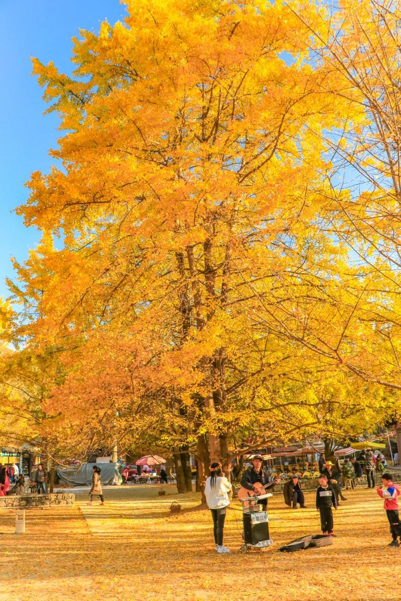 MauricioHaqzfn's tweet photo. Lovely autumn breeze brings crisp leaves and pumpkin spice lattes—perfect for a cozy afternoon walk!， https://t.co/dTiOS6iSXw