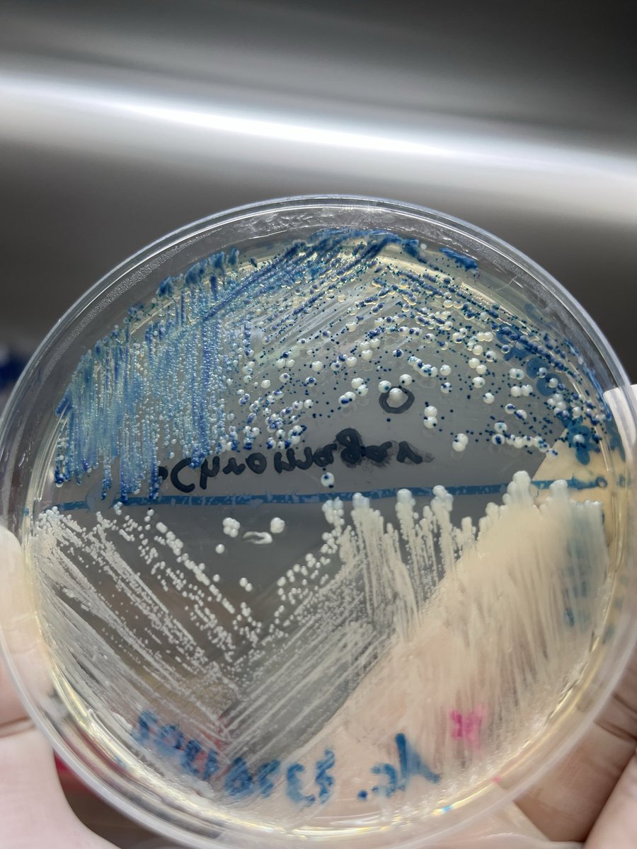 leehanlia's tweet photo. pov: você abriu minha galeria mas eu sou cientista https://t.co/96cggRl6Jv