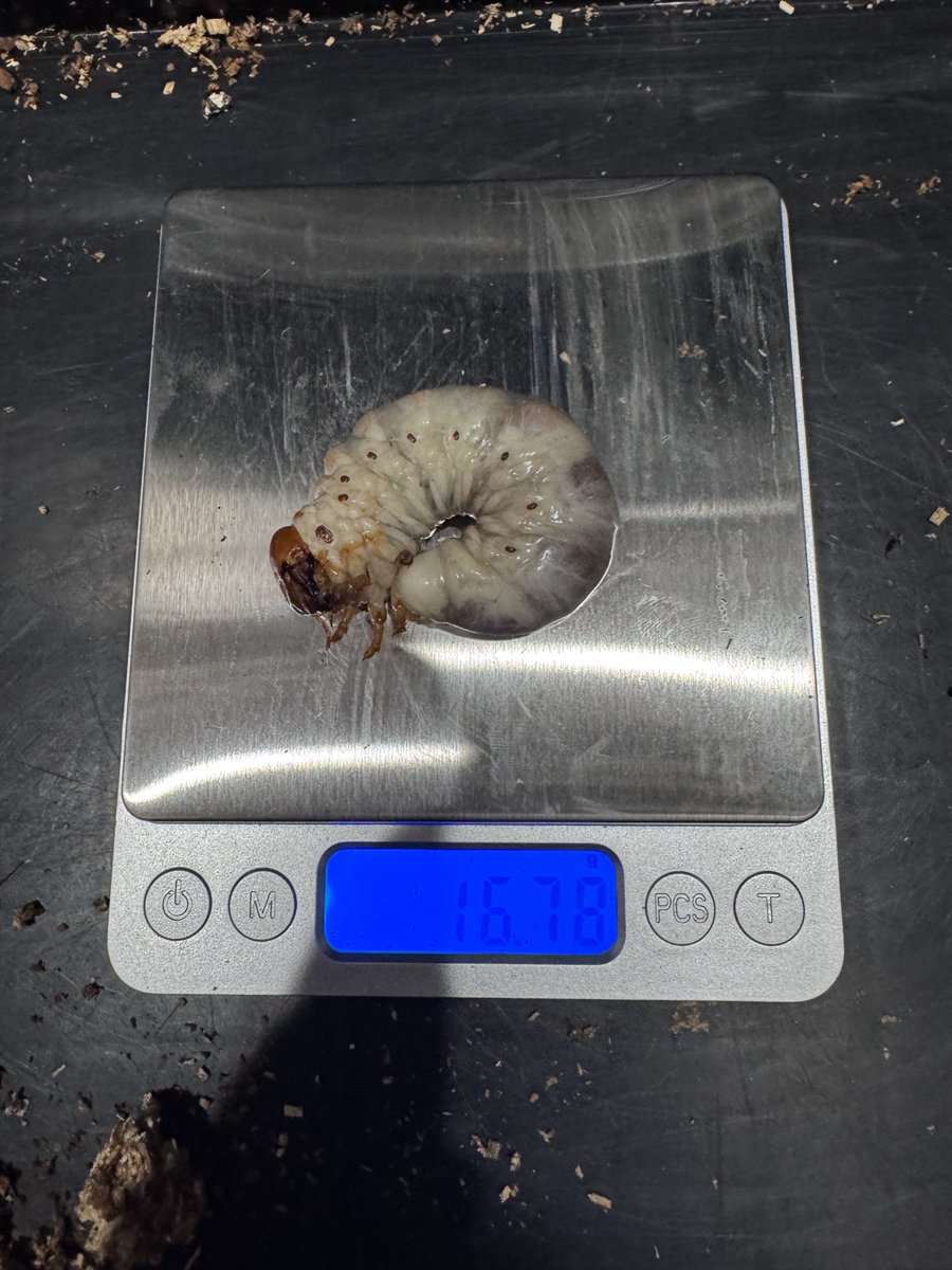norisio4s's tweet photo. ババ幼虫
孵化から2ヶ月半でこれは期待していい気がする！
あと2ヶ月でどこまでいけるかな…？ https://t.co/BlnKdwfr7V