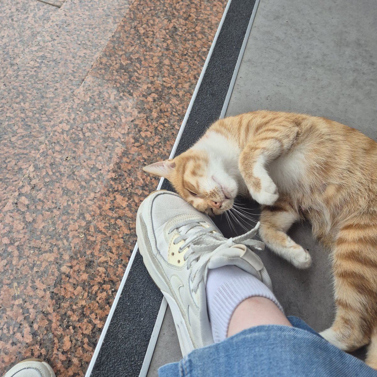 Julietta_S2_'s tweet photo. 여자고양이. 애기 낳고 어느 정도 지나면 중성화를 시키나요...? 얘 저번에 애기 낳고 애기들 독립시키자마자 임신해서 일주일 전에 또 애기 낳았어. 이번에도 또 임신하면 어떡해...... 얘 아직 2~3살밖에 안 됐어요. https://t.co/pBDoPAaLi4