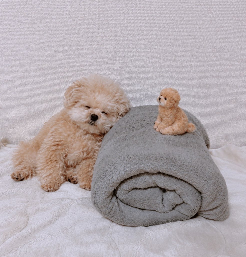 Fuwancho319's tweet photo. いつもの場所取られて今日は横🧸

#ポメプー https://t.co/LTU1hXknFQ